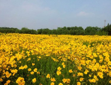 金雞菊花海