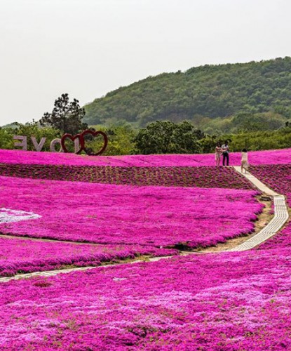 芝櫻花海