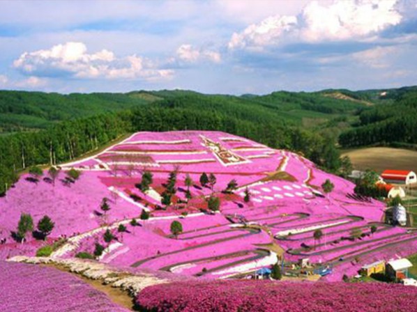 福祿考（芝櫻）