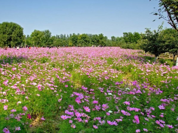 波斯菊花海