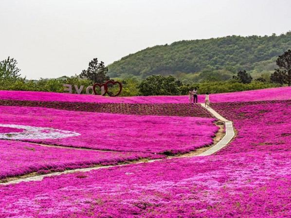 芝櫻花海